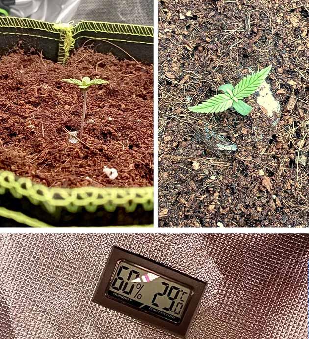 Ростки White Widow Auto от FastBuds