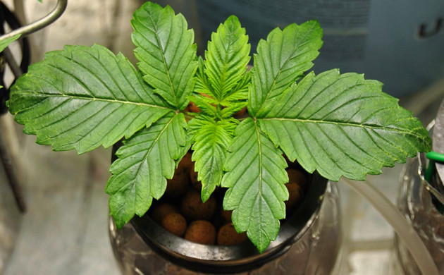 Куст на 2 неделе выращивания