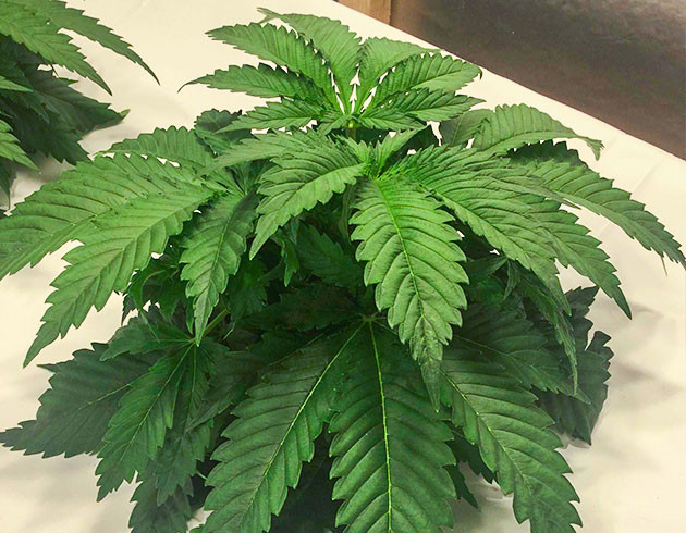 Топпинг на 4 неделе вегетации Обрезка верхушки куста