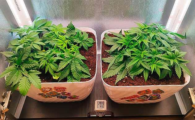 Куст Gorilla Zkittlez на 4 неделе выращивания