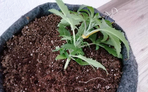 Использование метода LST на третьей неделе Сгибание стебля с помощью зажимов и резинок