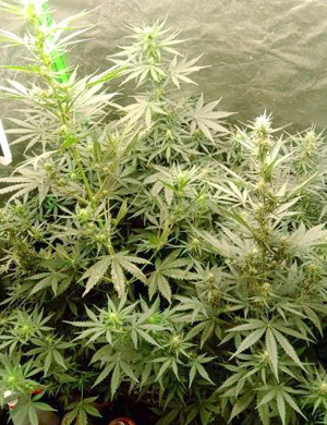 Большие центральные колы