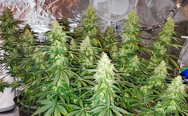 Auto Lemon Kix дневник по выращиванию Созревание конопли Auto Lemon Kix