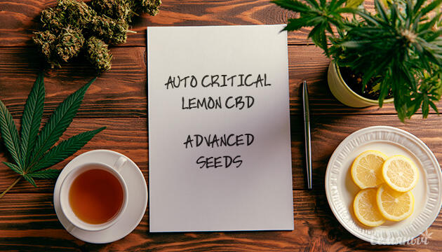 Гроурепорт сорта Auto Critical Lemon CBD от сидбанка Advanced Seeds
