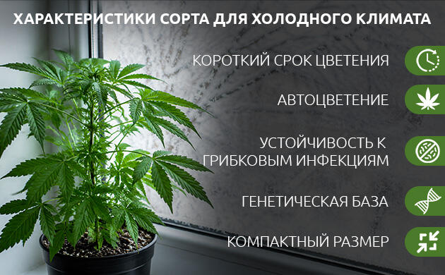Каким должен быть сорт для холодного климата