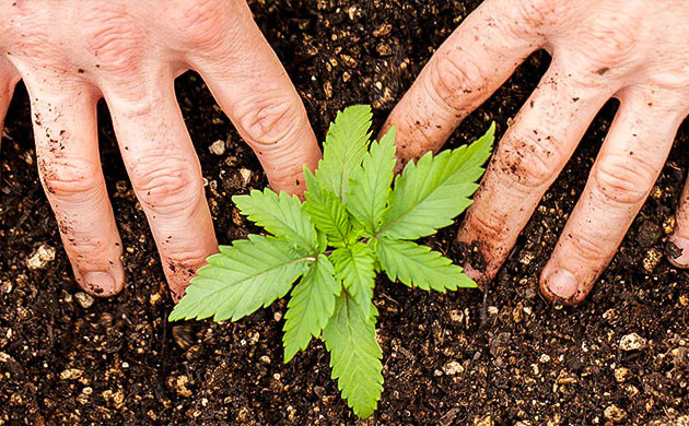 Качественная почва - залог хорошего урожая Хороший грунт