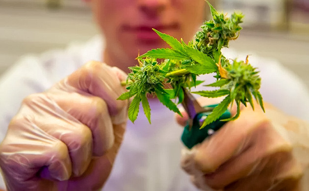 Удаление листочков с шишек конопли Процесс тримминга соцветий конопли