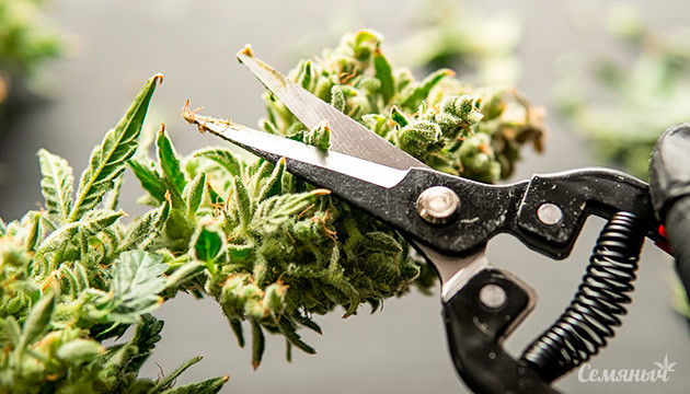 Как и зачем нужно выполнять маникюринг шишек Как организовать процесс обрезки собранных соцветий