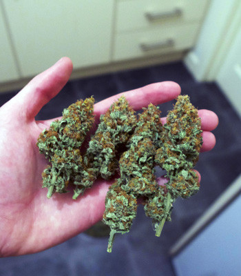 Дегустация сорта марихуаны White Widow Шишки White Widow