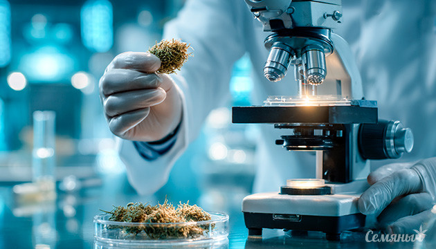 Каннабиноиды конопли: полный обзор свойств и эффектов