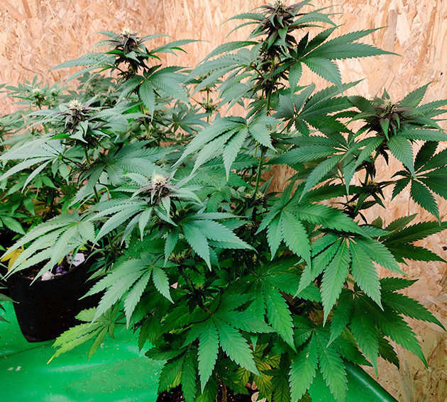 Переход на полноценное питание для цветения Появление фиолетового цвета у соцветий