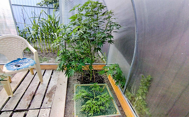 Каннабис удобряется гранулами без замеса компотов