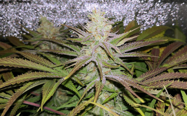 Нехватка микроэлементов Одно из соцветий куста