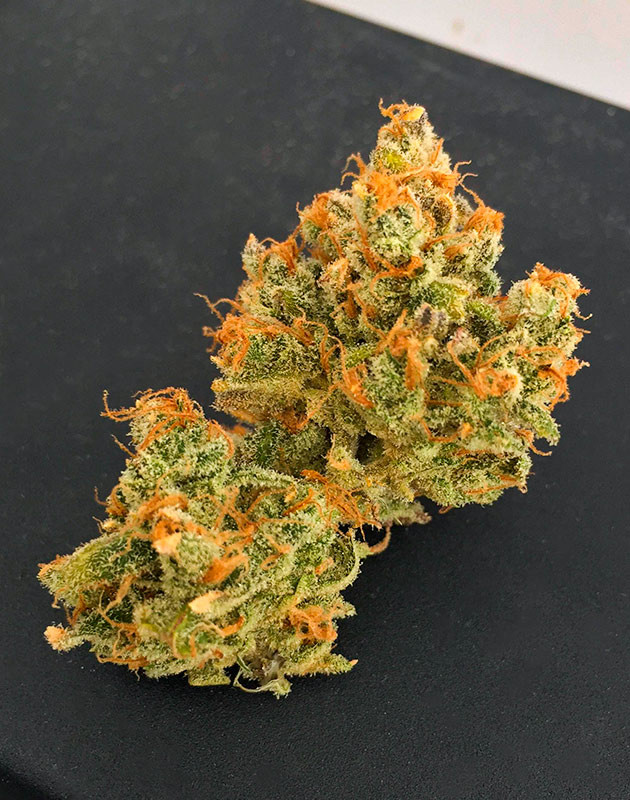 Сухая шишка сорта Scout Cookies Auto