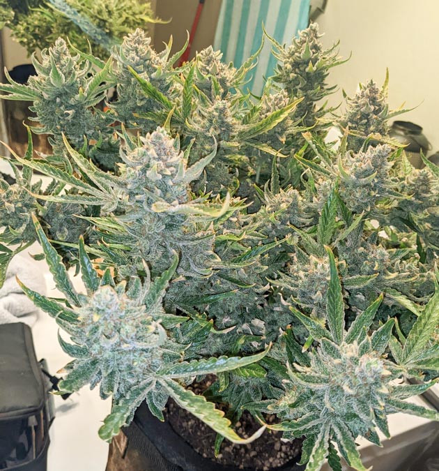 Работы по промывке Активная фаза промывки