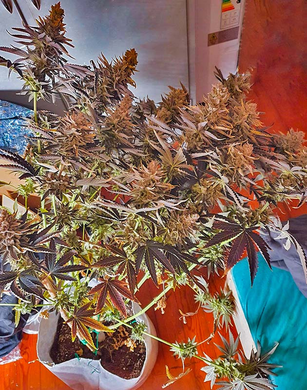 Промывка и обрезка Куст Planet of the Grapes RBX на последней неделе цветения