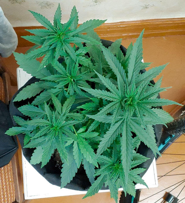 Устранение ожога и переход к тренировке LST Куст конопли на 3 неделе роста