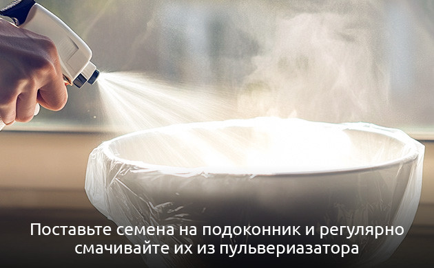 Проращивание семян на полотенце