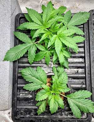 Вторая неделя выращивания Разница в размерах кустов