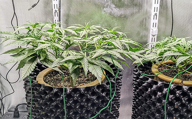 Топпинг и автополив Gelato Auto Тренировка растения Gelato Auto