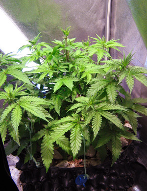 Топпинг на 5 неделе Здоровый куст Auto AK