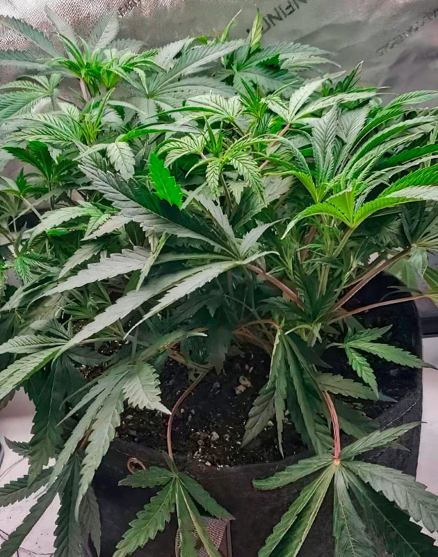 Выращивание марихуаны на 5 неделе Ожоги на листьях каннабиса