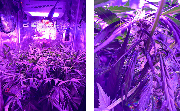 Girl Scout Cookies auto на седьмой и восьмой неделе Появление соцветий на кусте