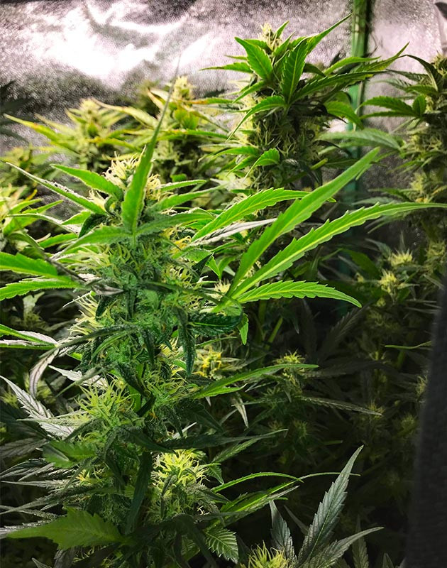 Появление трихом на соцветиях марихуаны Бутон Lemon Pie Auto