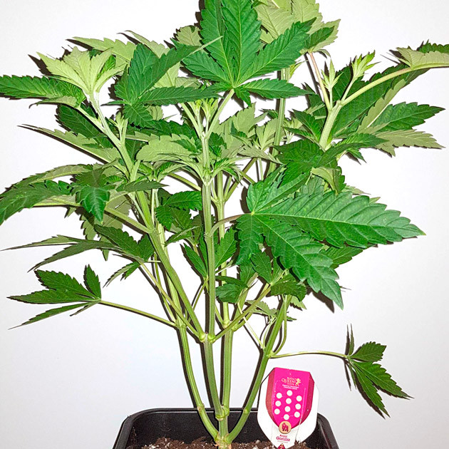 Появление сладкого аромата Куст ростом 50 см