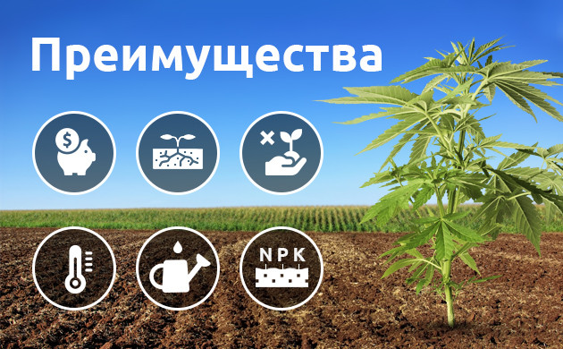 Преимущества открытого грунта Плюсы открытого грунта