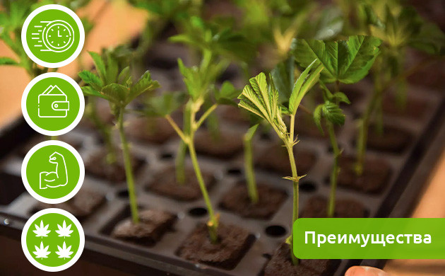 4 преимущества выращивания клонов конопли