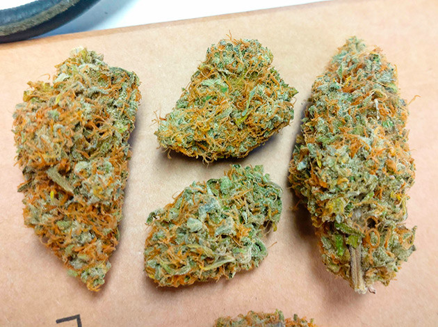 Харвест Blue Gelato 41