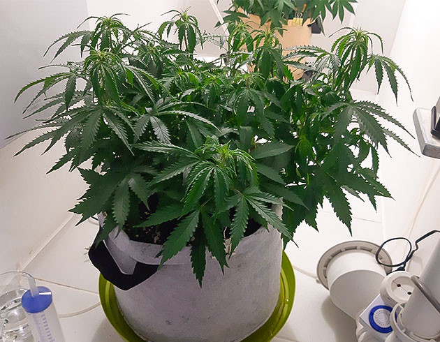 Начало предцвета Bruce Banner Auto Полив и подкормка растения