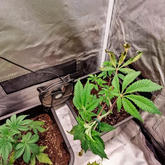 Кусты Poddy Mouth от Humboldt Seed Company на 4 неделе