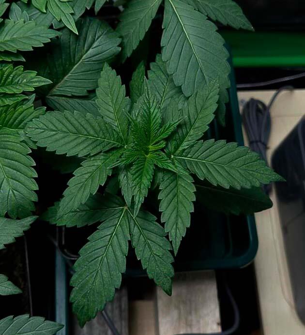 Здоровый рост Lemon Cherry Runtz перед цветением Lemon Cherry Runtz с яркой листвой в горшке