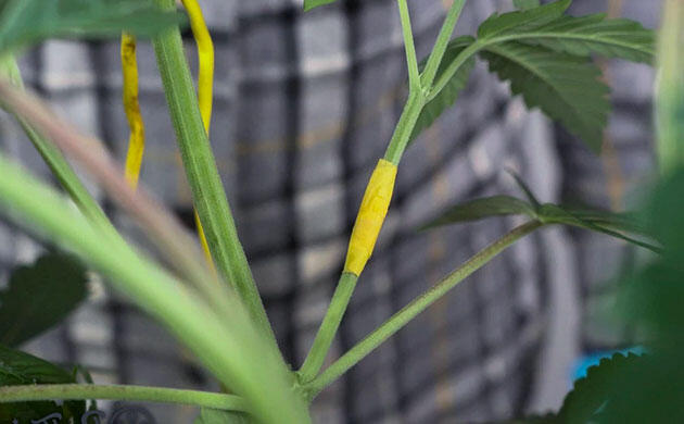 Как сохранить сломанный побег Фиксация сломанного стебля изолентой