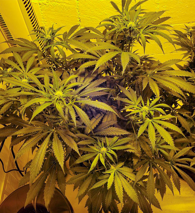 Активный рост на 8 неделе выращивания Цветущий куст конопли