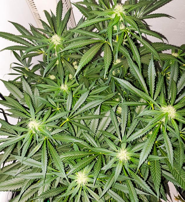 Цветение на 9 неделе роста Соцветия конопли с белыми волосками