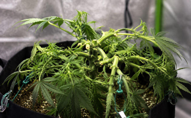 Метод LST конопли