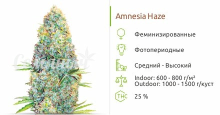 Сорт марихуаны Amnesia Haze Amnesia Haze от Victory Seeds
