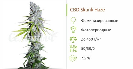 Сорт марихуаны CBD Skunk Haze CBD Skunk Haze от Dutch Passion