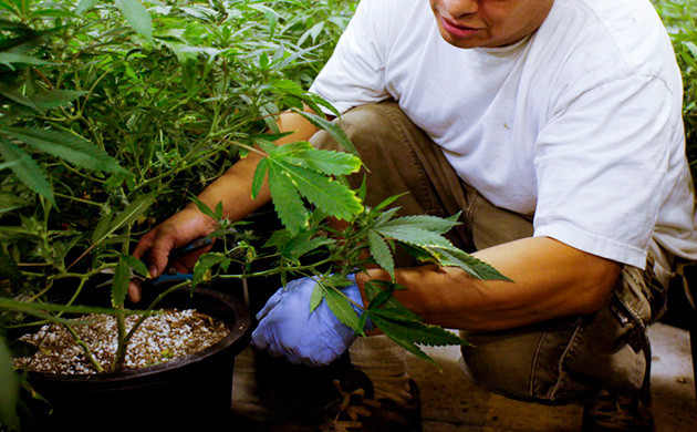 Старший гровер