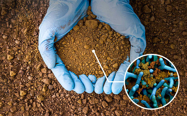 Живая почва: что это Питательная среда для растений