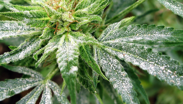 Мучнистая роса