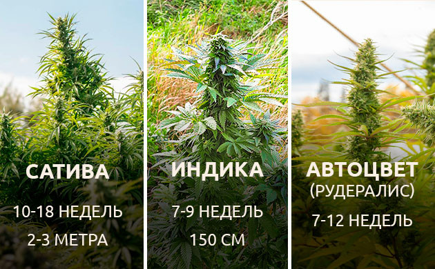 Виды конопли, подходящие для совместного выращивания Виды конопли для совместного выращивания