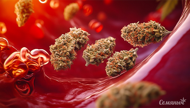 Сколько времени конопля держится в крови Конопля в крови