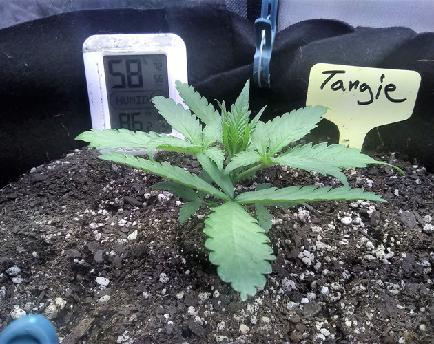 Изменение ламп при выращивании 2 неделя выращивания