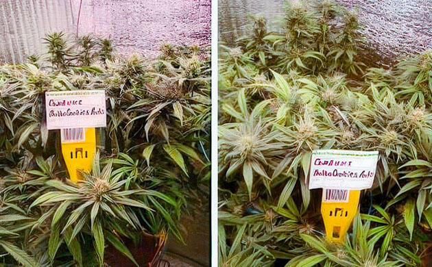 Активный рост куста марихуаны Каннабис покрывается трихомами