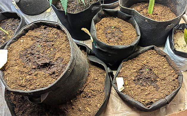 Пересадка в разные горшки