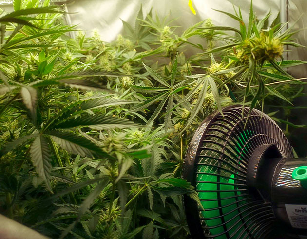 Стимуляция цветения сорта Bruce Banner #3 Fast Перевод на цветение растения Bruce Banner #3 Fast